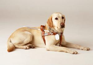 名古屋市守山区で審美歯科をお探しなら